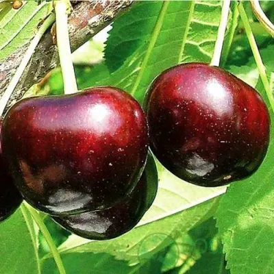 Черешня САММИТ в Архангельске