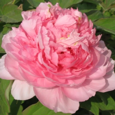 Пион ИМПЕРАТОРСКАЯ НАЛОЖНИЦА древовидный в Архангельске