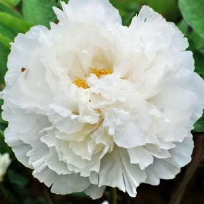 Пион БЕЛЫЙ СНЕГ древовидный в Архангельске