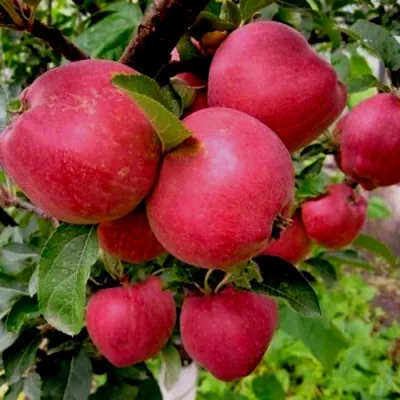 Яблоня РОЖДЕСТВЕНСКОЕ в Архангельске