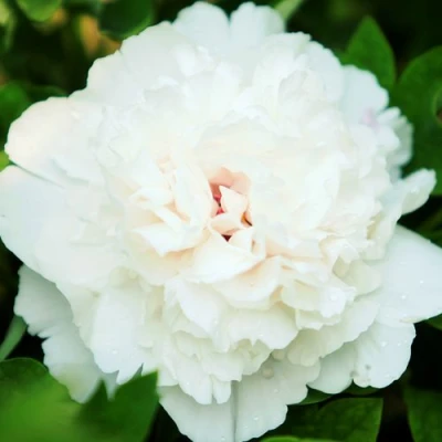 Пион СНЕЖНАЯ КРЕПОСТЬ древовидный в Архангельске