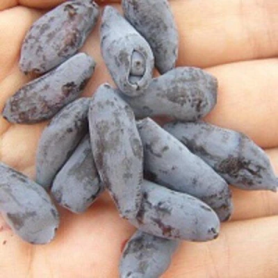 саженцы жимолости чулымской