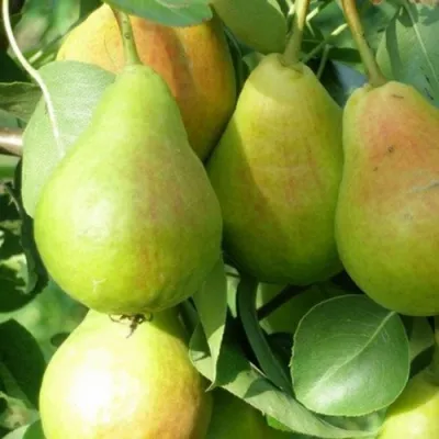 Груша ЛИРА в Архангельске