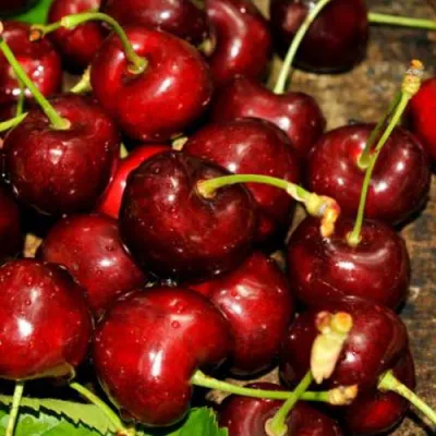 Черешня САММИТ в Архангельске