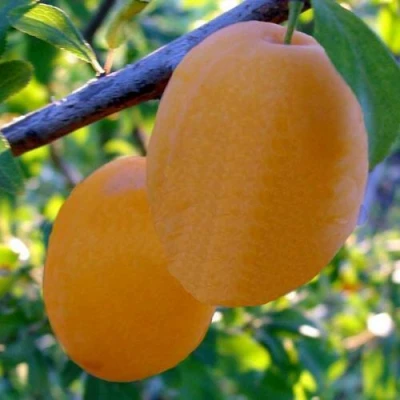 Слива НАТАША в Архангельске