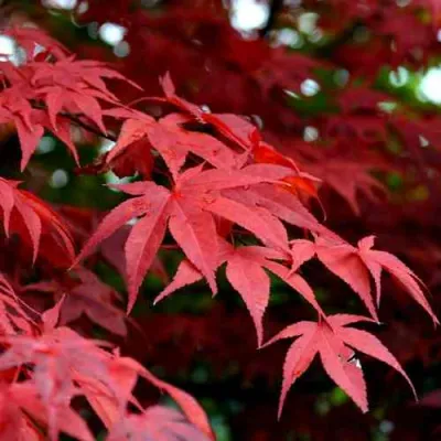 Клен гиннала  в Архангельске