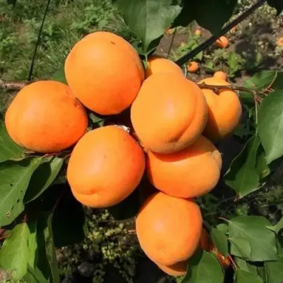 Абрикос ХАРГРАНД в Архангельске