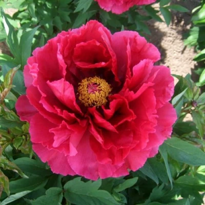 Пион КРАСНЫЙ ГИГАНТ древовидный в Архангельске