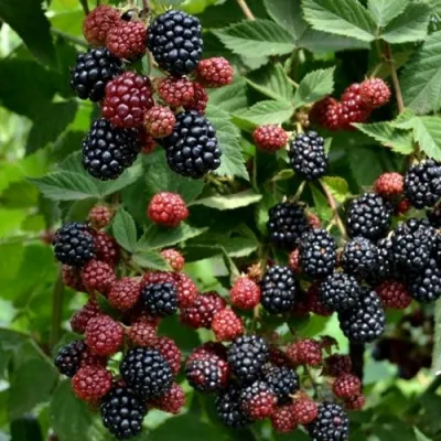 Ежевика РУБЕН ремонтантная в Архангельске
