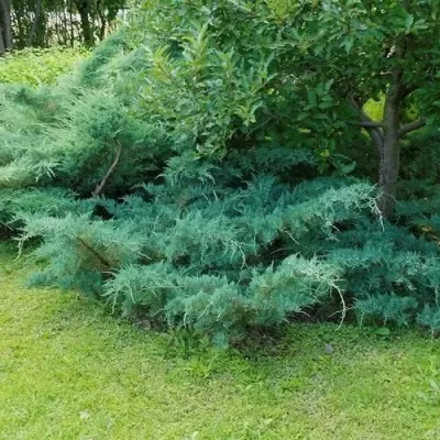 Можжевельник ПФИТЦЕРИАНА ГЛАУКА средний в Архангельске