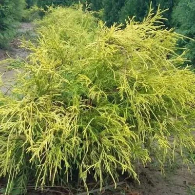 Кипарисовик ФИЛИФЕРА АУРЕА горохоплодный в Архангельске