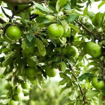 Яблоня ГРЕННИ СМИТ в Архангельске