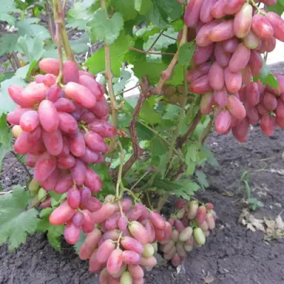 Виноград ЮЛИАН в Архангельске