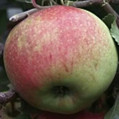 Яблоня СОКОЛОВСКОЕ стелющаяся в Архангельске