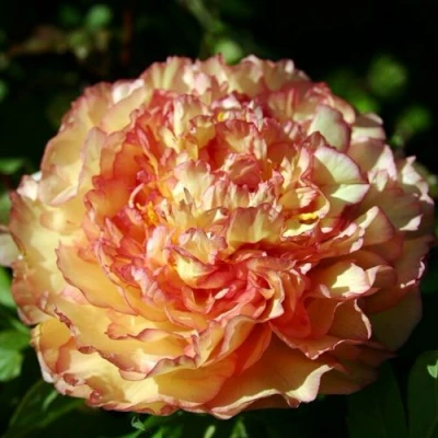 Пион ЗОЛОТАЯ РОССЫПЬ древовидный в Архангельске