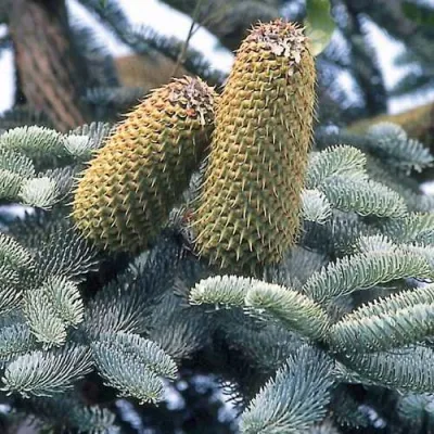 Пихта благородная в Архангельске