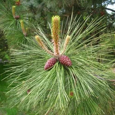 Сосна желтая  в Архангельске
