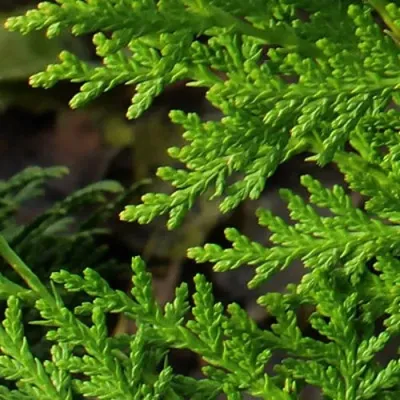 Туя восточная в Архангельске