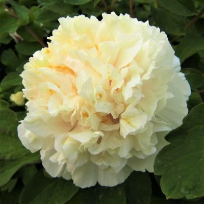 Пион НЕЖНЫЙ ГОЛОС древовидный в Архангельске