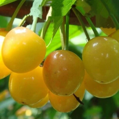 саженцы черешни Янтарная