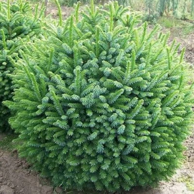 Ель НАНА сербская в Архангельске