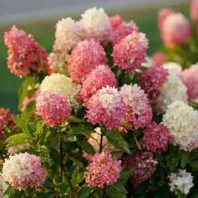 гортензия тач оф пинк