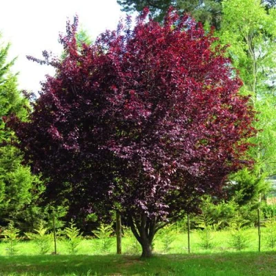 Слива НИГРА растопыреная  в Архангельске