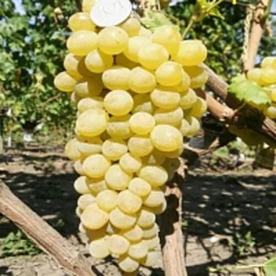 Виноград КИШМИШ ЗОЛОТЦЕ в Архангельске