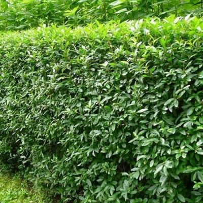 Бирючина обыкновенная в Архангельске