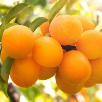 Слива МАРА в Архангельске