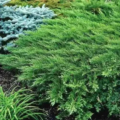 Можжевельник РОКЕРИ ДЖЕМ казацкий в Архангельске