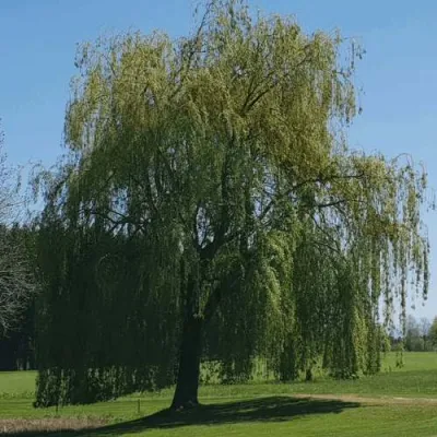 Ива белая в Архангельске