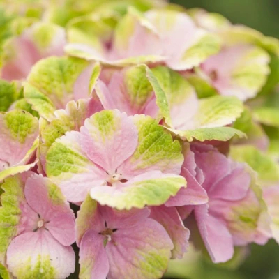 Гортензия крупнолистная Мэджикал кристалл 