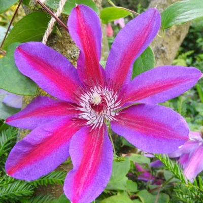 Клематис АКАИШИ в Архангельске