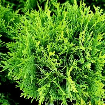 Туя ДАНИКА западная в Архангельске