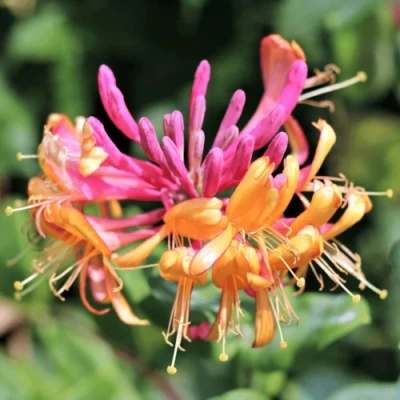 Жимолость ГЕКРОТА в Архангельске