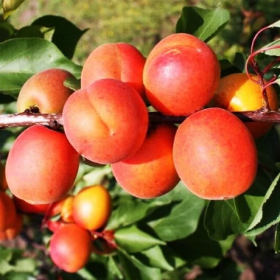 Абрикос СИЛЬВЕРКОТ в Архангельске