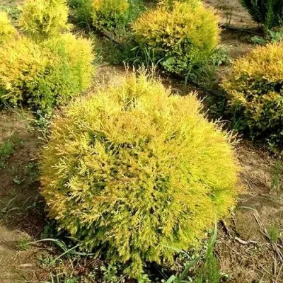 Туя ГЛОБОЗА АУРЕА западная в Архангельске