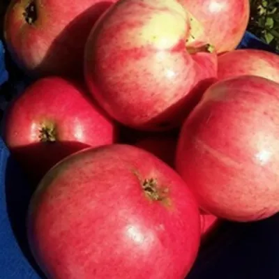 Яблоня СУЙСЛЕПСКОЕ (МАЛИНОВКА) в Архангельске