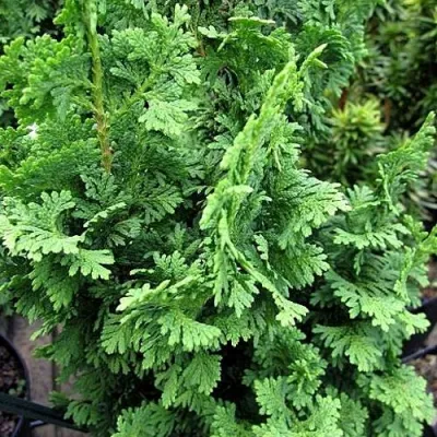 Туя ЗМАТЛИК западная в Архангельске