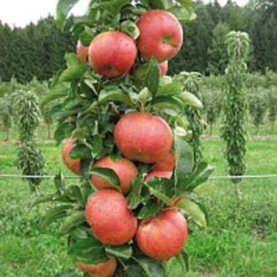 Яблоня ЯНТАРНОЕ ОЖЕРЕЛЬЕ колонновидная в Архангельске