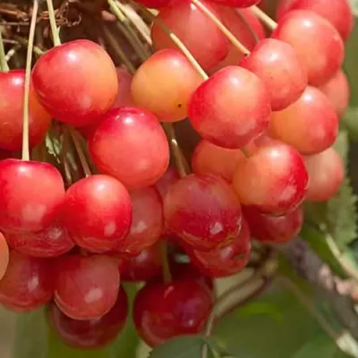Черешня ЮЛИЯ в Архангельске