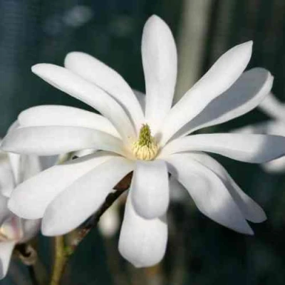 Магнолия РОЯЛ СТАР в Архангельске