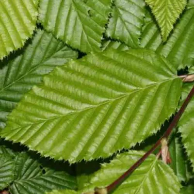 Граб японский в Архангельске