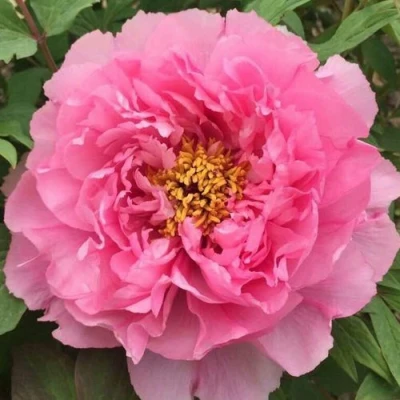 Пион РОЗОВЫЙ ЛОТОС древовидный в Архангельске