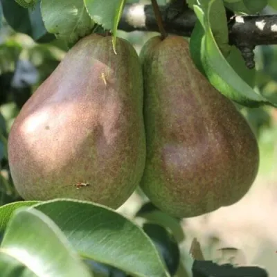 Груша БРЯНСКАЯ КРАСАВИЦА в Архангельске