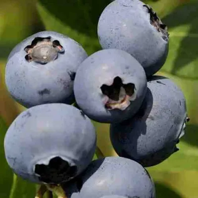 Голубика ХАРРИСОН в Архангельске