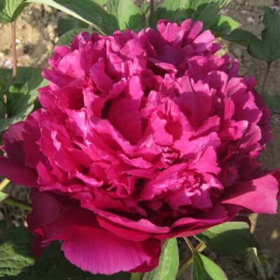 Пион ТАЙНАЯ СТРАСТЬ древовидный в Архангельске