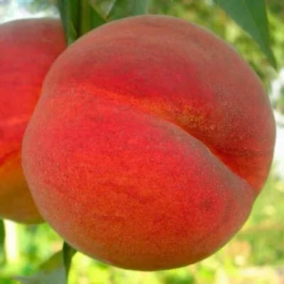 Персик МАЙСКИЙ ЦВЕТОК в Архангельске