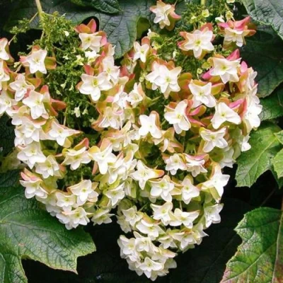 Гортензия БЛЭК ПОРШ дуболистная в Архангельске